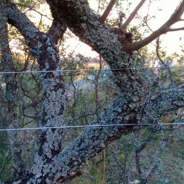 Invasión de líneas de Ribera y daños al monte nativo